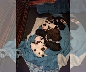 Bernedoodle Litter for sale in MOUNT VERNON, OH, USA