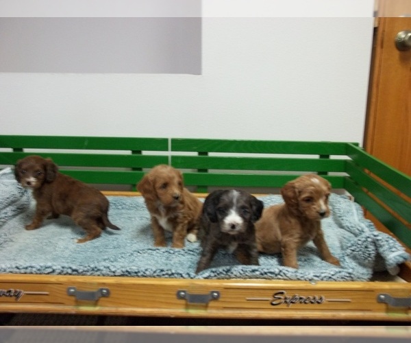 Medium Photo #1 Cavapoo Puppy For Sale in ABBOTSFORD, WI, USA
