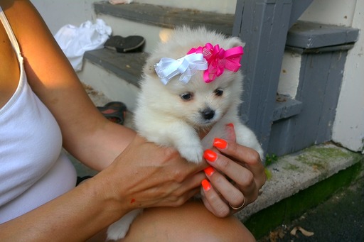Medium Photo #1 Pomeranian Puppy For Sale in TAUNTON, MA, USA