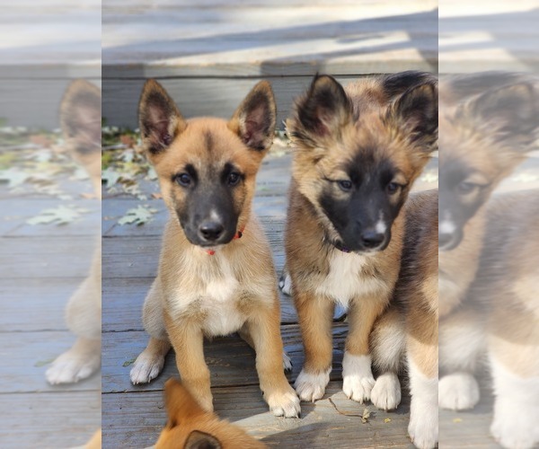 Medium Photo #1 Belgian Malinois-Siberian Husky Mix Puppy For Sale in KANSAS CITY, MO, USA