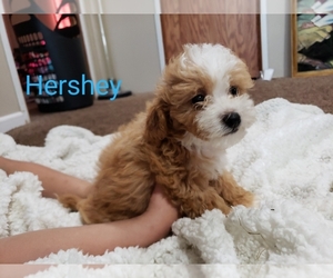 Maltipoo-Shih-Poo Mix Litter for sale in CARTHAGENA, OH, USA