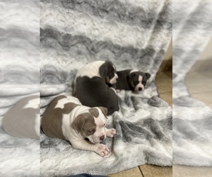 American Bully Litter for sale in SNOWFLAKE, AZ, USA