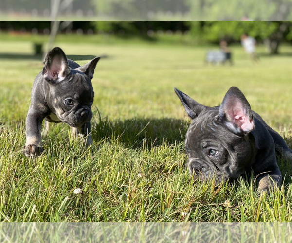 Medium Photo #1 French Bulldog Puppy For Sale in PITTSBURGH, PA, USA
