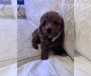 Poodle (Miniature) Litter for sale in DURHAM, CT, USA
