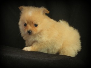 Pomeranian Litter for sale in SQUAW VALLEY, CA, USA