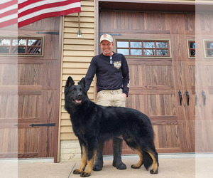German Shepherd Dog Litter for sale in LAGRANGE, IN, USA