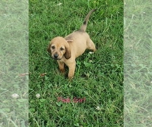 Bloodhound Litter for sale in TANEYVILLE, MO, USA