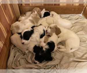 English Setter-Goldendoodle Mix Litter for sale in PELZER, SC, USA