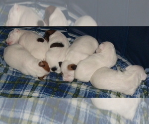 Parson Russell Terrier Litter for sale in HIGH RIDGE, MO, USA