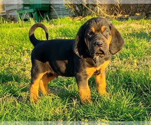 Bloodhound Litter for sale in COLLINSVILLE, AL, USA
