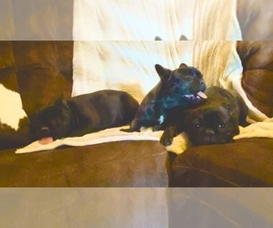 French Bulldog Litter for sale in BRUNSWICK, MO, USA
