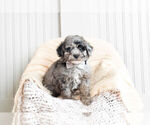 Small Photo #1 Poodle (Toy) Puppy For Sale in WARSAW, IN, USA