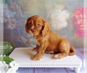 Cavalier King Charles Spaniel Litter for sale in HONEY BROOK, PA, USA