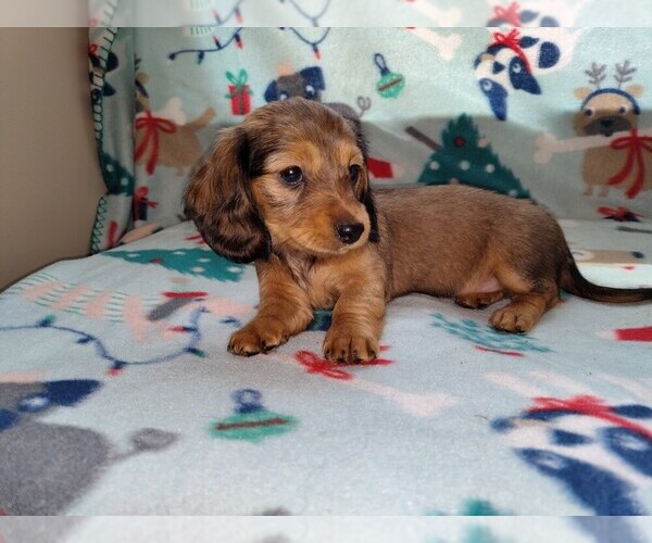 Medium Photo #1 Dachshund Puppy For Sale in ELLIJAY, GA, USA