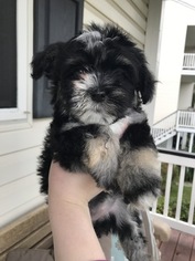 Havanese Litter for sale in MOUNT PLEASANT, SC, USA
