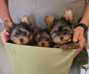 Yorkshire Terrier Litter for sale in MARYVILLE, TN, USA