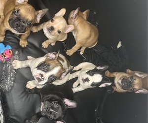 French Bulldog Litter for sale in WASHINGTON, DC, USA