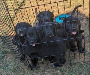 Golden Labrador Litter for sale in HAGERSTOWN, MD, USA