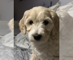 Goldendoodle Litter for sale in TROY, IL, USA