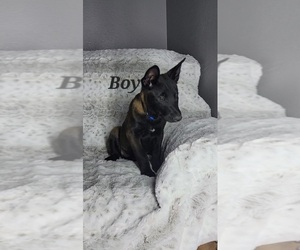 Belgian Malinois Litter for sale in VALLEY CENTER, CA, USA