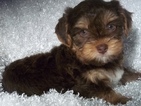 Small Photo #1 Biewer Terrier Puppy For Sale in CENTER HILL, FL, USA