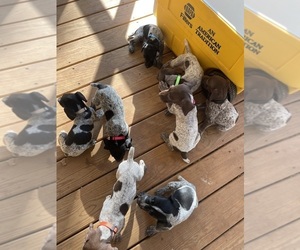 German Shorthaired Pointer Litter for sale in MOUNT HOLLY, NC, USA