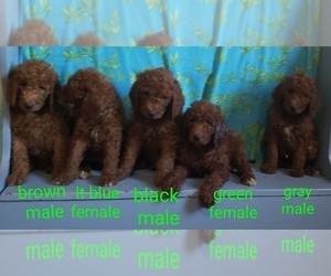 Poodle (Standard) Litter for sale in EDINA, MO, USA