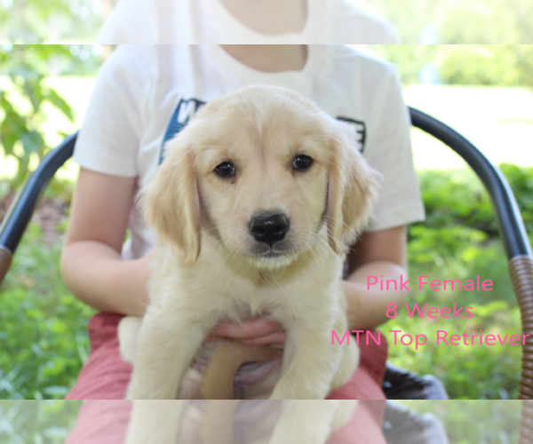 Medium Photo #1 Golden Retriever Puppy For Sale in SPENCER, TN, USA