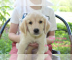 Small Golden Retriever