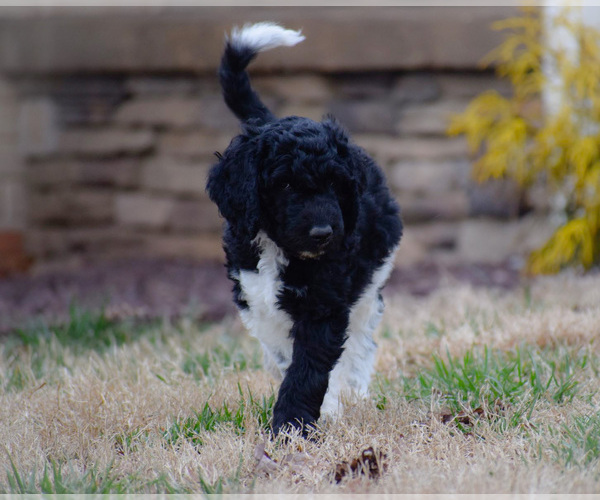 Medium Photo #1 Goldendoodle Puppy For Sale in CHARLOTTE, NC, USA