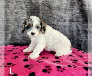 Cavapoo Litter for sale in ETNA GREEN, IN, USA