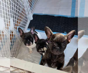 French Bulldog Litter for sale in FREDERICK, MD, USA