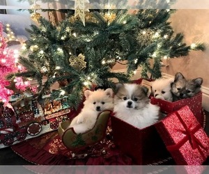 Pomeranian Litter for sale in CITRUS HEIGHTS, CA, USA