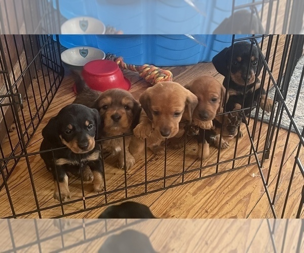 Medium Photo #1 Dachshund Puppy For Sale in VIROQUA, WI, USA