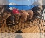 Small Photo #1 Dachshund Puppy For Sale in VIROQUA, WI, USA