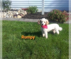 Medium Miniature Bernedoodle