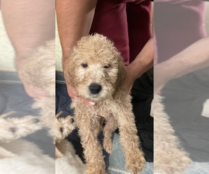 Goldendoodle Litter for sale in FRESNO, CA, USA