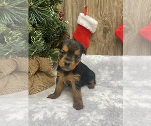 Yorkshire Terrier Litter for sale in MYRTLE, MO, USA