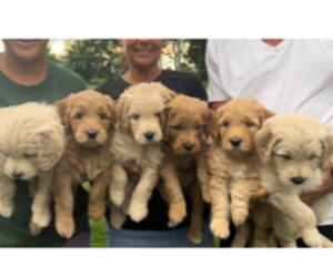 -Goldendoodle Mix Litter for sale in WADSWORTH, OH, USA