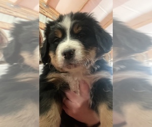Bernese Mountain Dog Litter for sale in FRANKTOWN, CO, USA