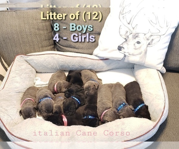 Medium Photo #1 Cane Corso Puppy For Sale in BUMPASS, VA, USA
