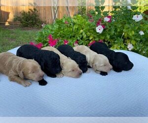 Labradoodle Litter for sale in HOUSTON, TX, USA