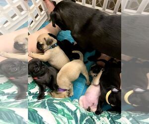 Pug Litter for sale in AUSTIN, TX, USA