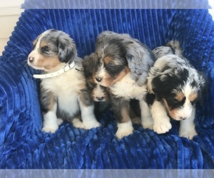 Miniature Bernedoodle Litter for sale in BOWLING GREEN, KY, USA