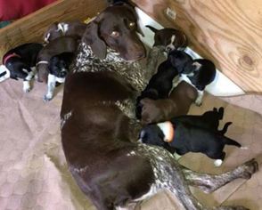 German Shorthaired Lab Litter for sale in DEFUNIAK SPRINGS, FL, USA