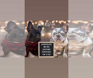 French Bulldog Litter for sale in CYPRESS, TX, USA