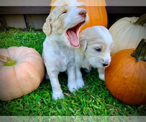 Labradoodle Litter for sale in LELAND, NC, USA
