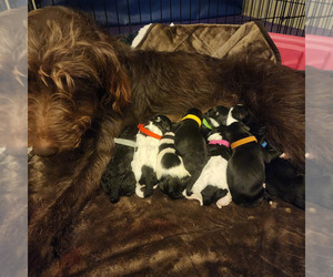 Bordoodle-Labradoodle Mix Litter for sale in MITCHELL, SD, USA