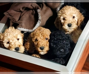 Poodle (Standard) Litter for sale in SELINSGROVE, PA, USA