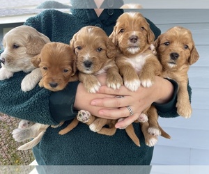 Australian Labradoodle Litter for sale in RICHLAND, WA, USA